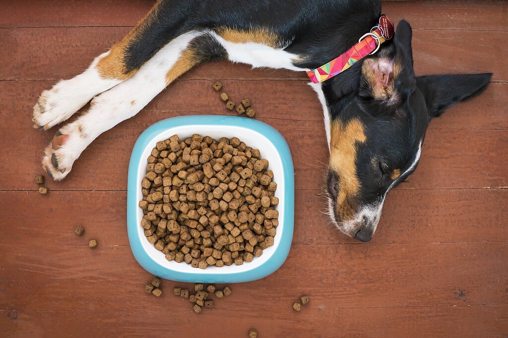 Dog asleep next to bowl