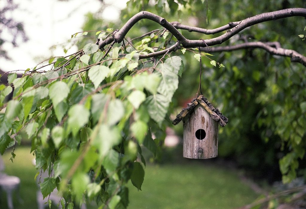 Bird house in garden