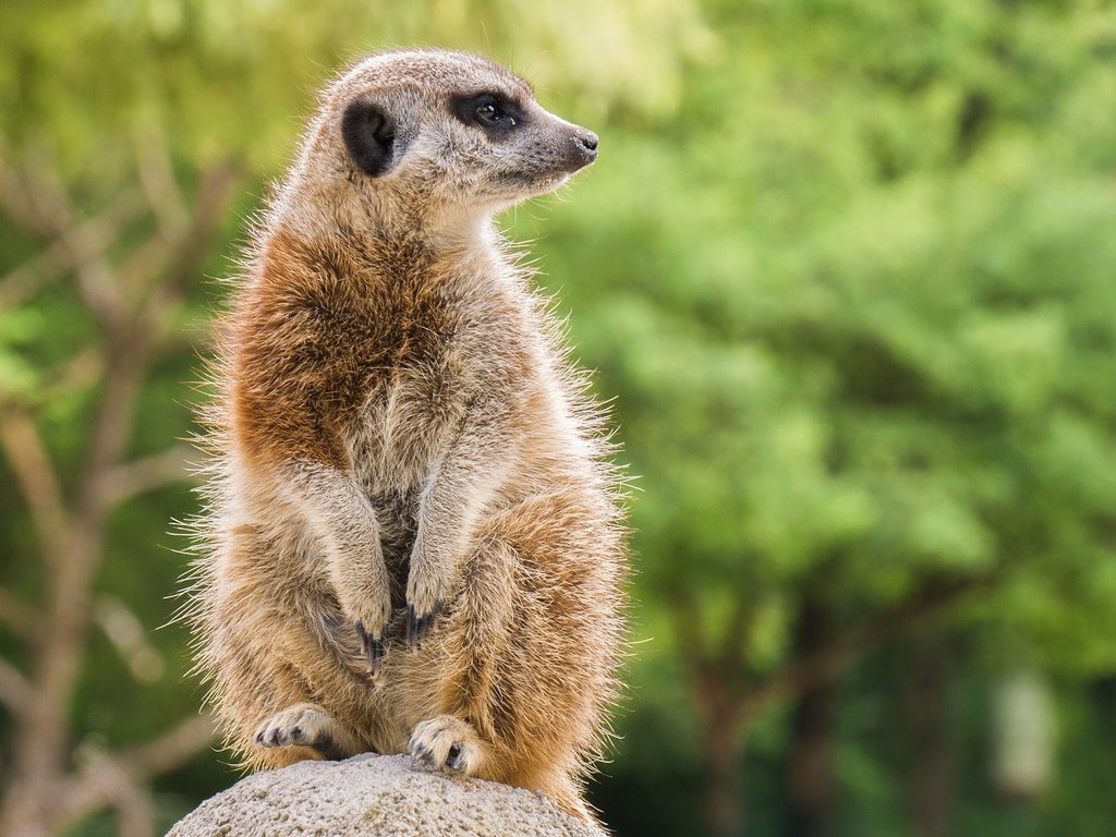 Meerkat 