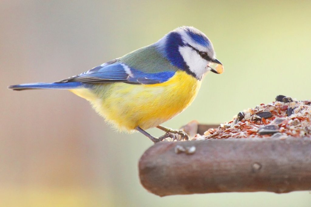 Bird eating food