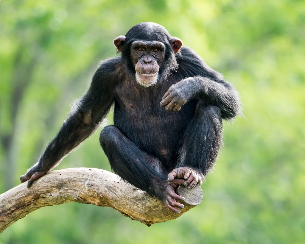 Chimpanzee on a branch