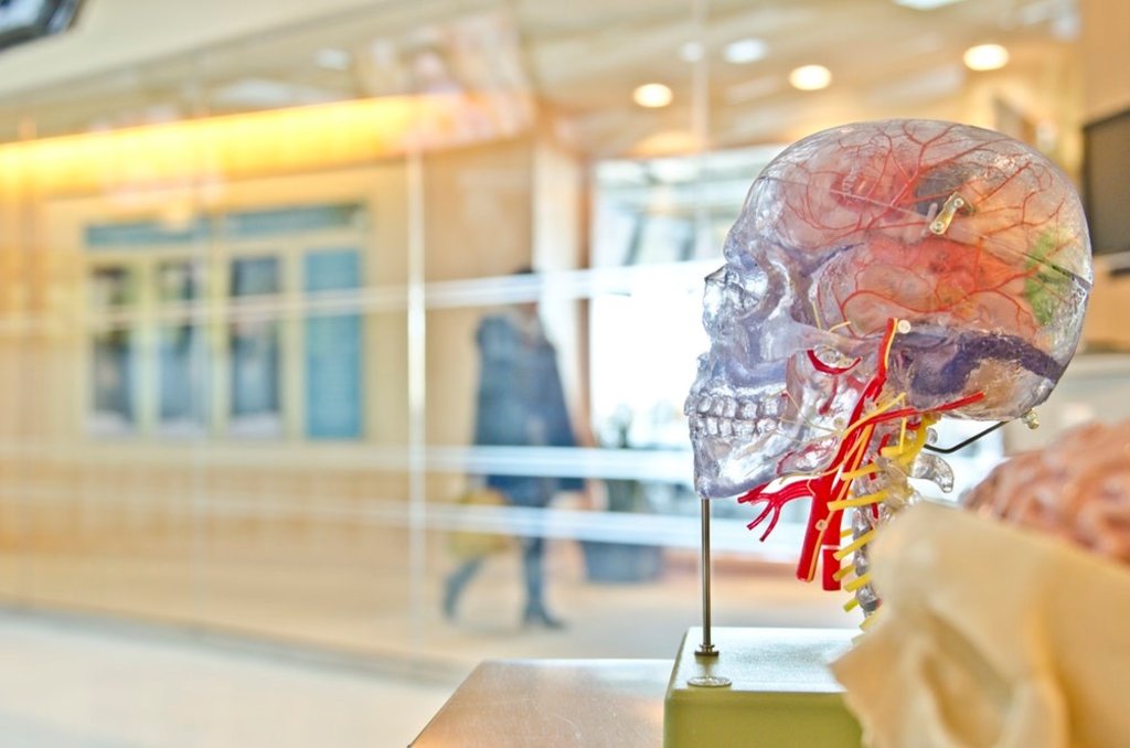 A glass brain in a science lab