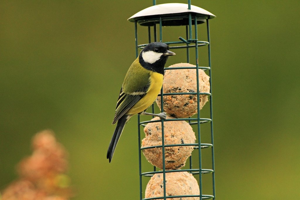 bird eating bird food