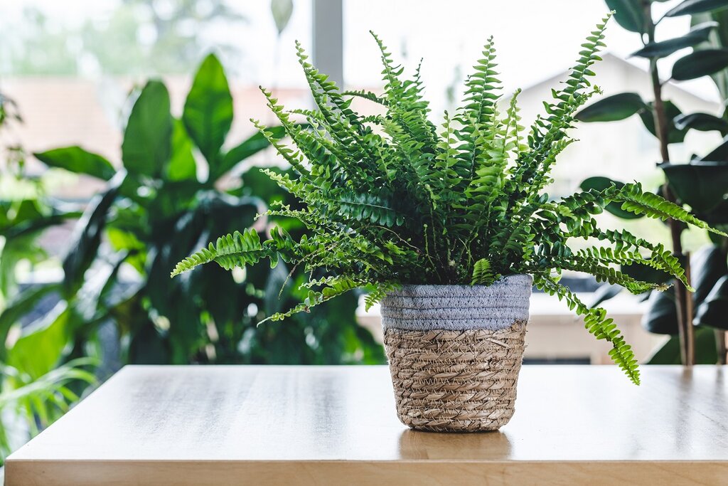 Fern growing on a table