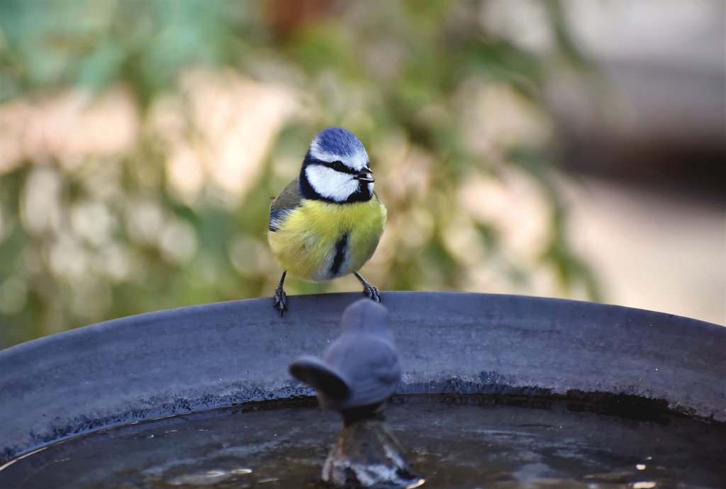 Bird on bird bath