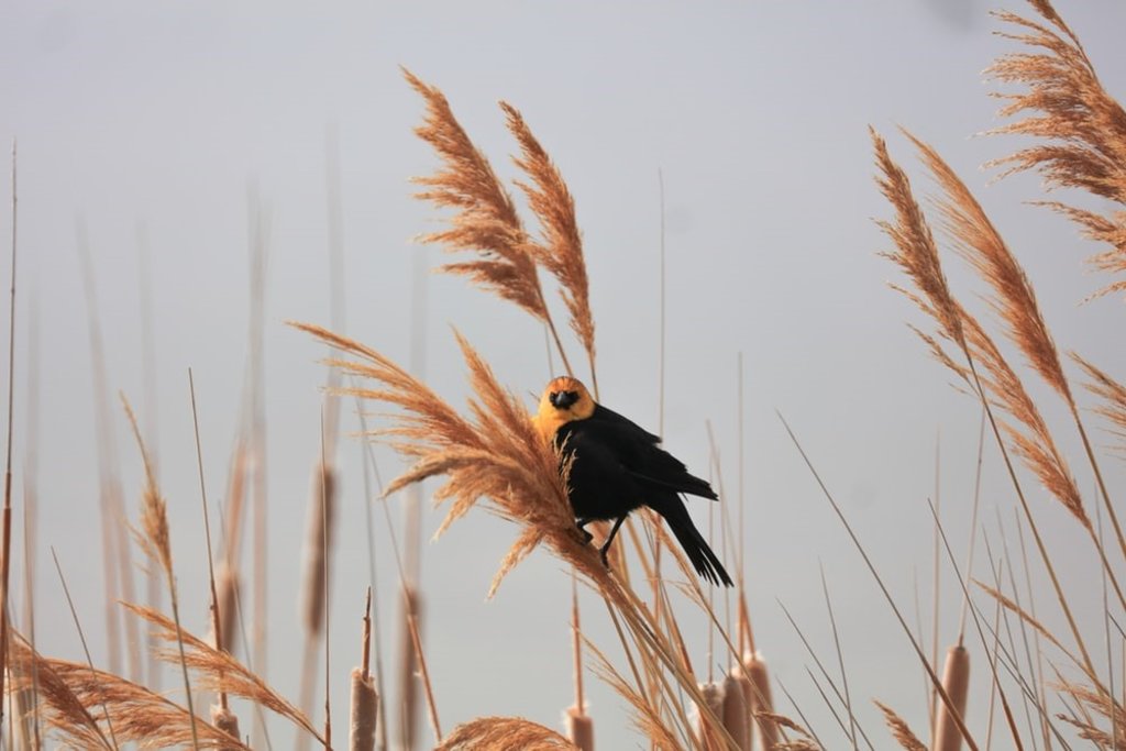 A bird on the grass