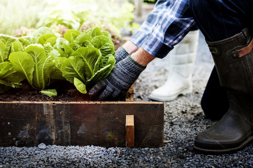 Person planting lettuce in garden
