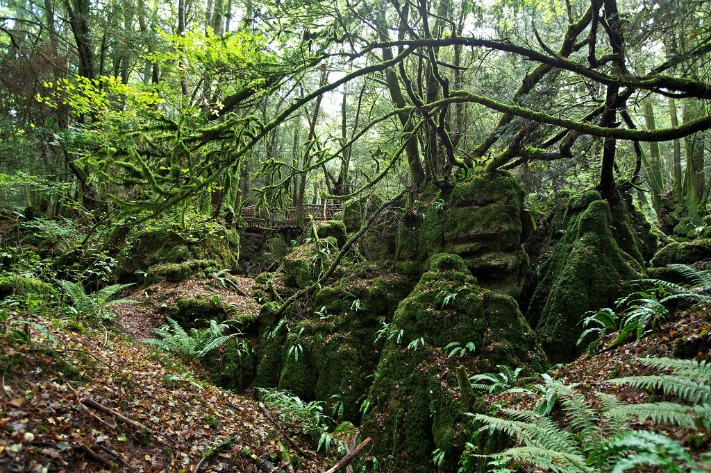 Puzzlewood