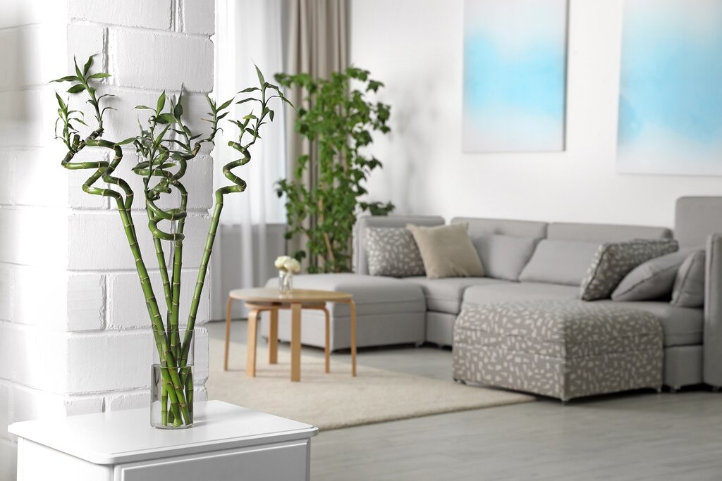 Bamboo growing in a living room