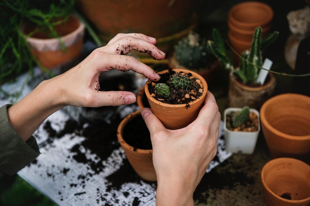 A person plotting a plant