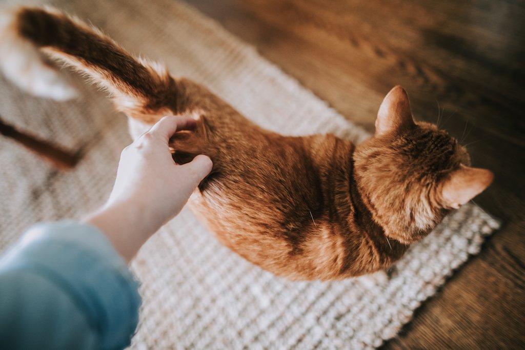 A cat as a pet for an older person