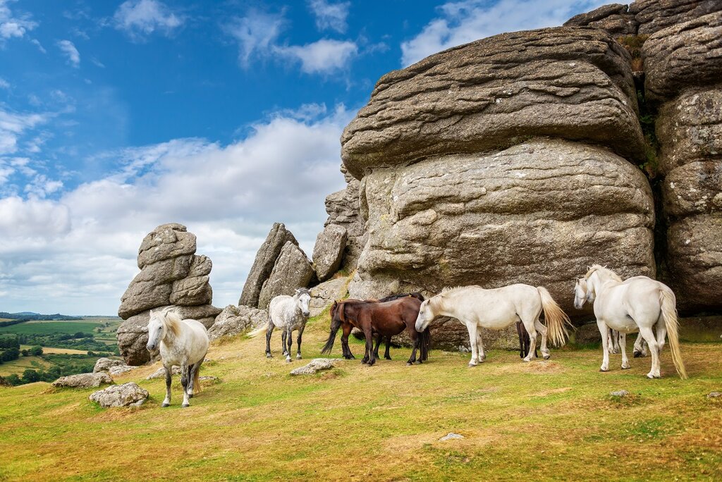 Dartmoor National Park