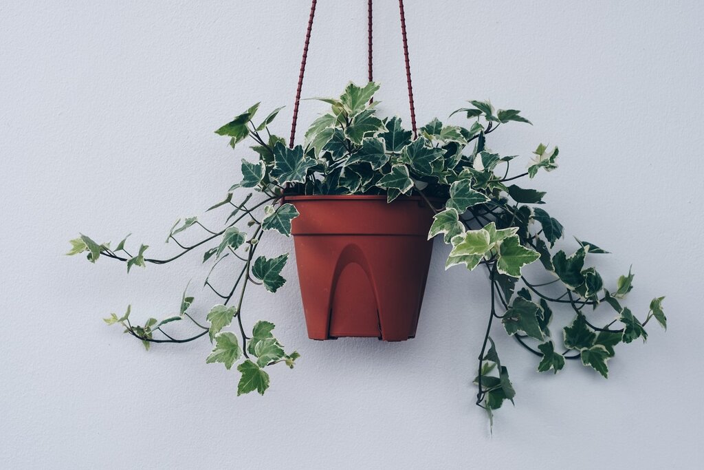 English Ivy growing in a pot