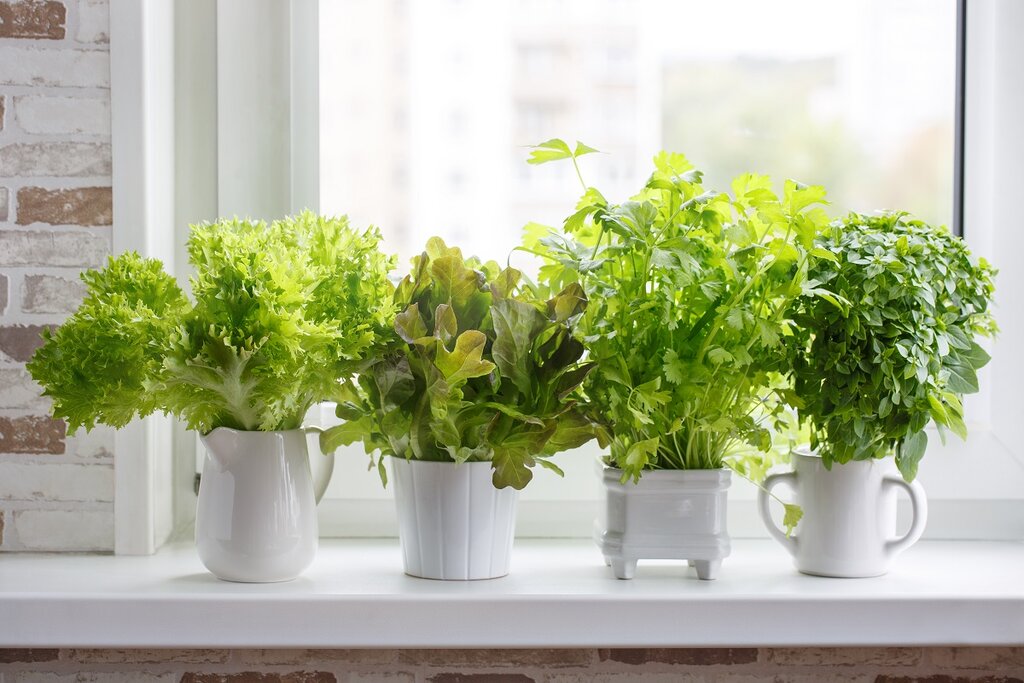 Herbs growing by a window