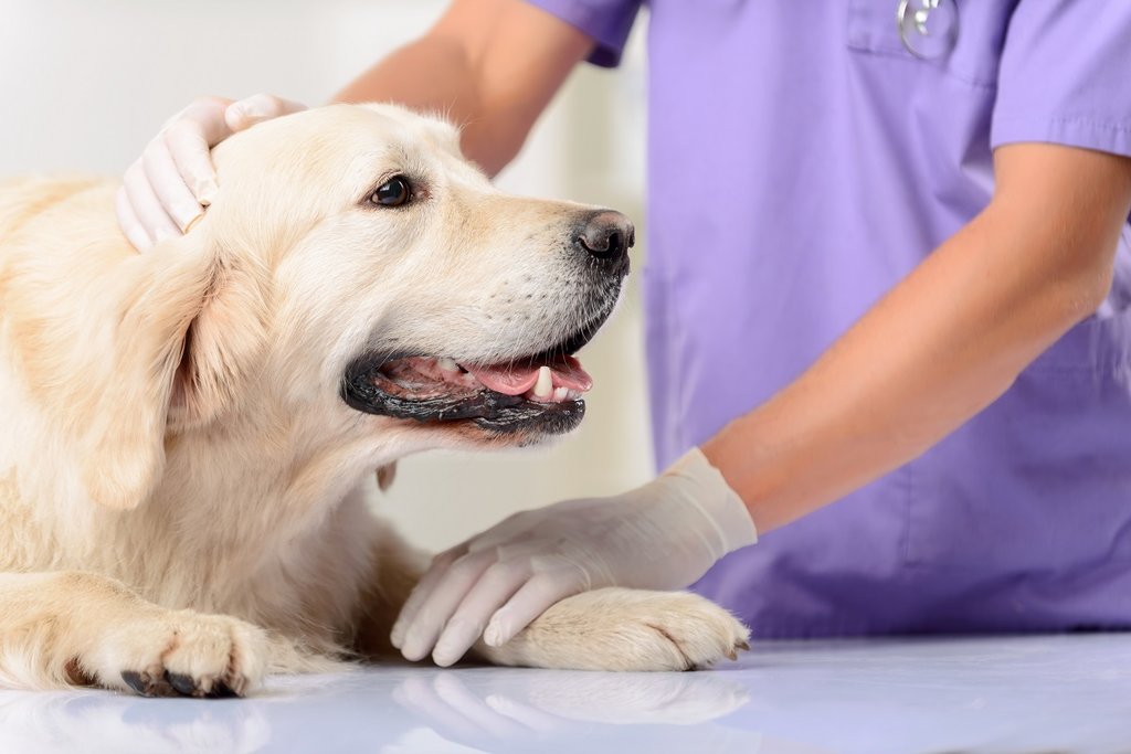 Dog at the vet