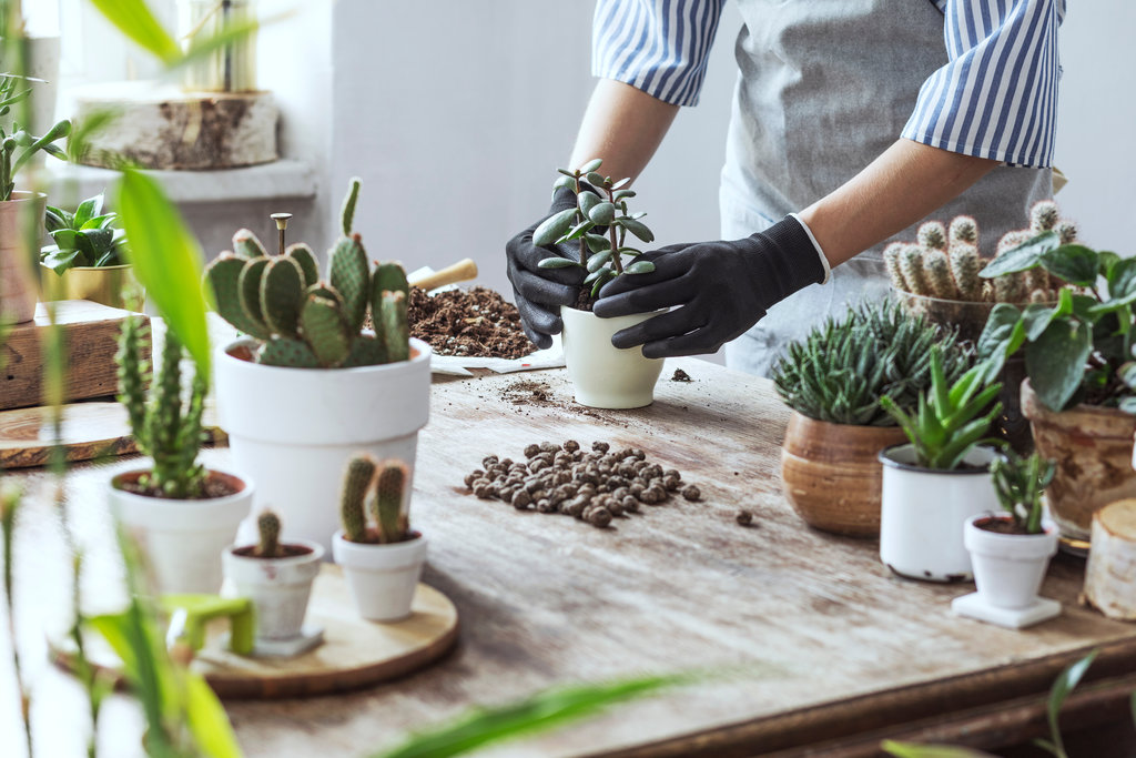 Indoor plants 