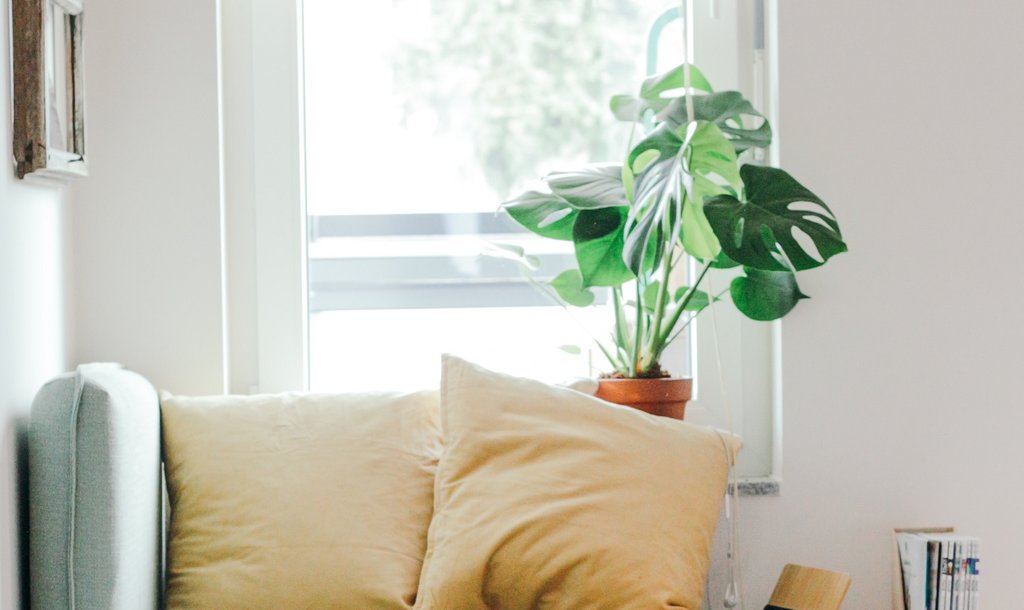 Plant in a living room