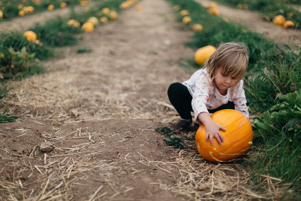 Child picking a pumpkin
