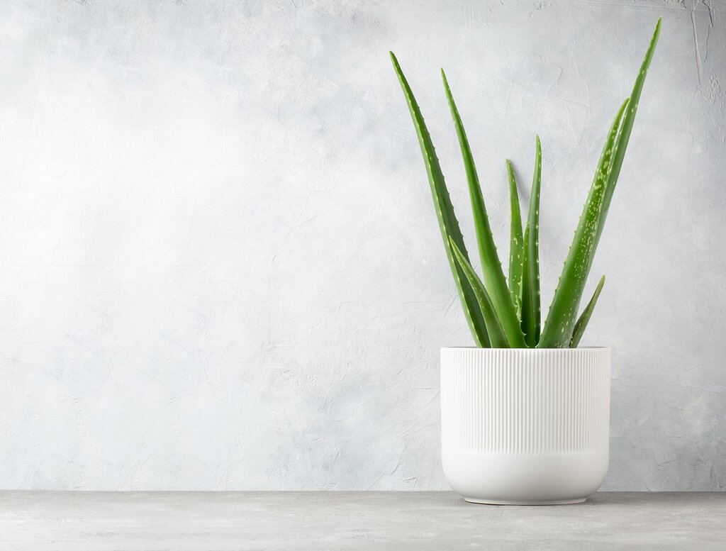 Aloe Vera growing in a pot