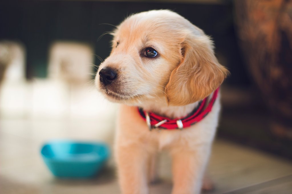 A puppy as a pet for an older person