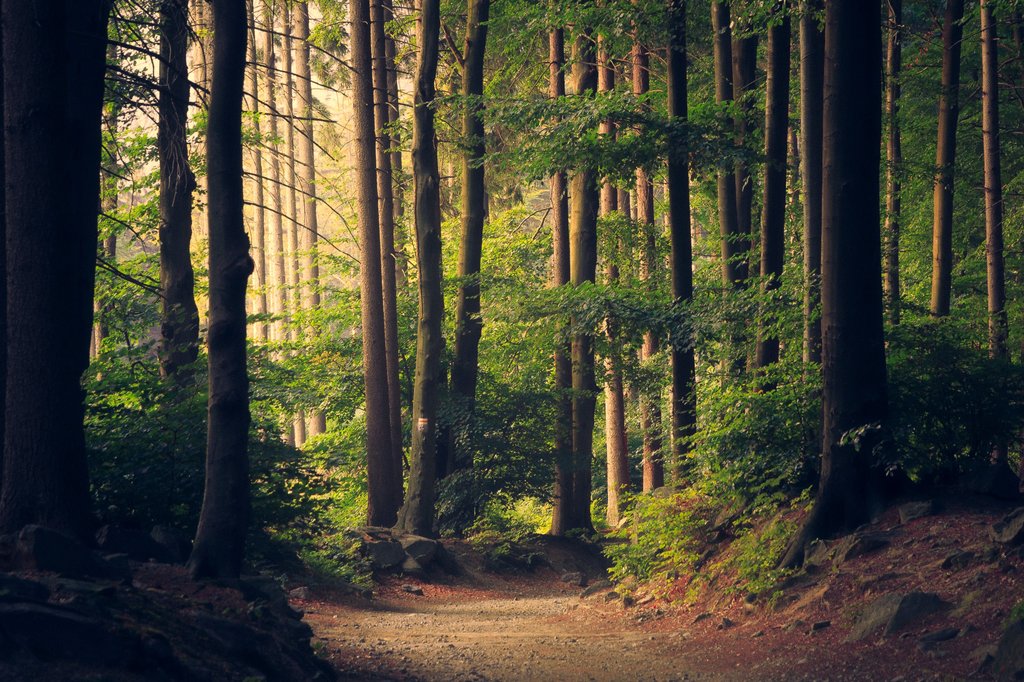 Stunning forest in golden hour