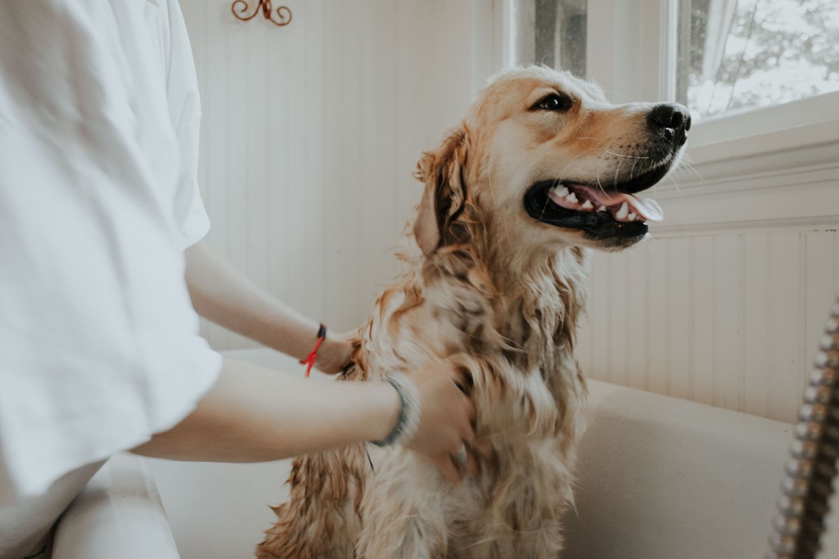 What Pets Are Good For Older People Companion Stairlifts